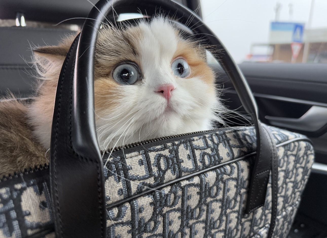 디올 힛더로드 펫 캐리어 백