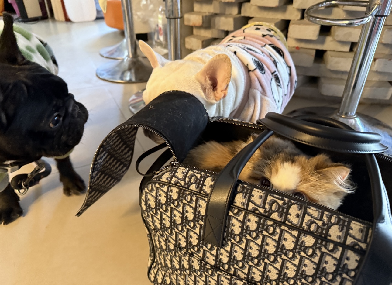 디올 힛더로드 펫 캐리어 백