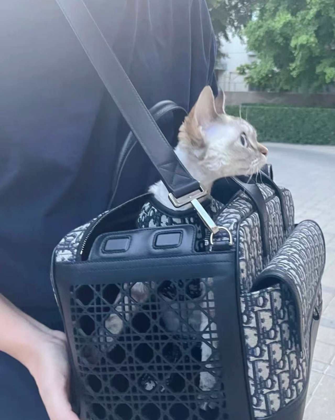디올 힛더로드 펫 캐리어 백